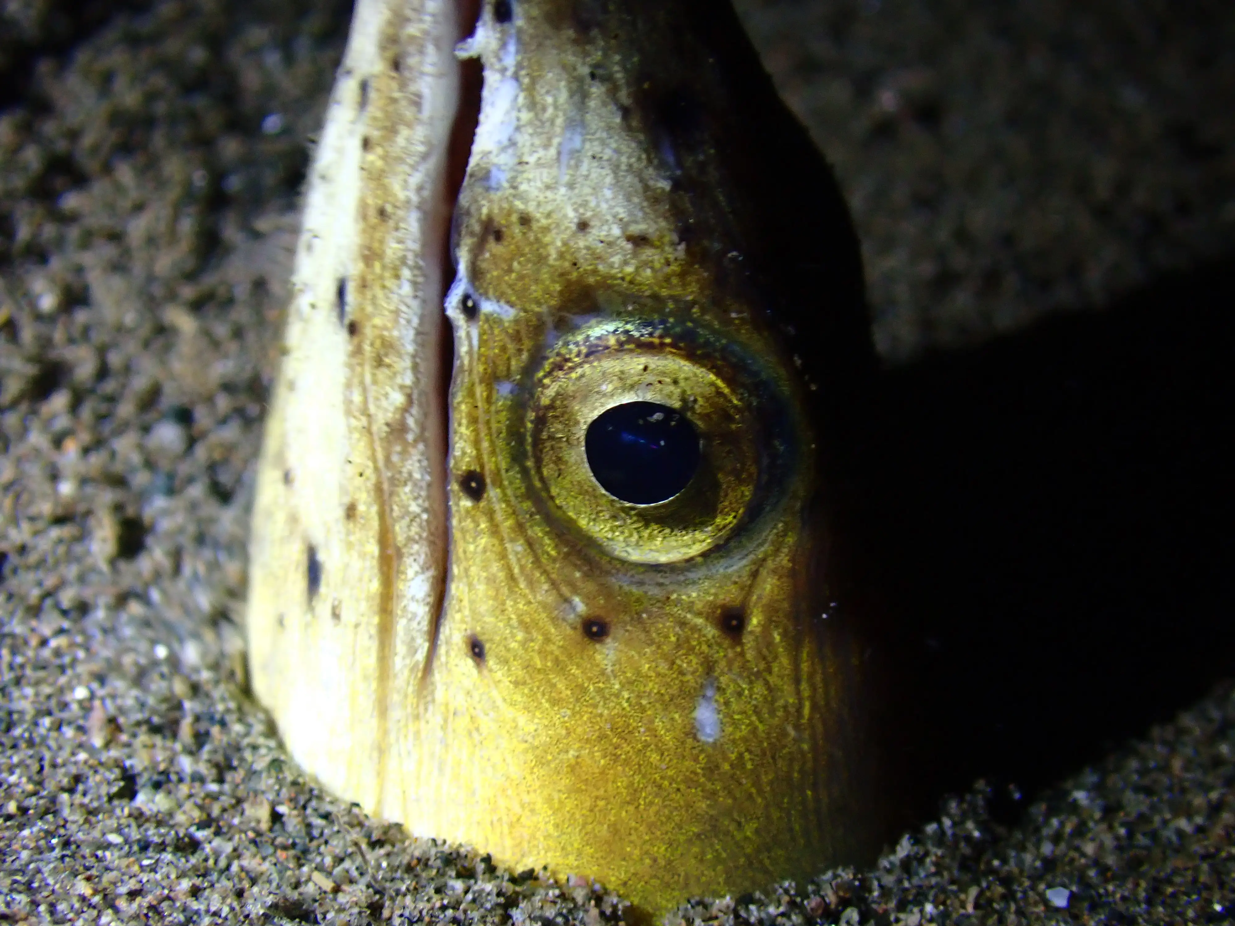 Snake eel - La Tortue muck site - 8m